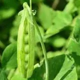 Heirloom Organic Cascadia Pea Seeds