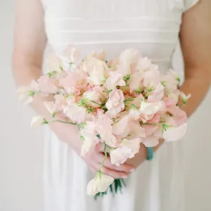 Light Pink Sweet Pea